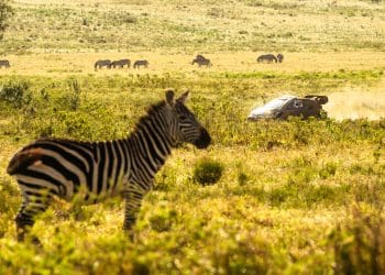 The Unstoppable Duo: Scott Martin Reveals Epic Safari Rally Triumph with Elfyn Evans