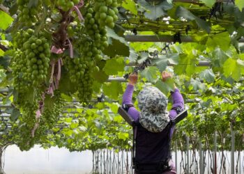 Hyundai leva robô vestível da indústria automóvel para a agricultura