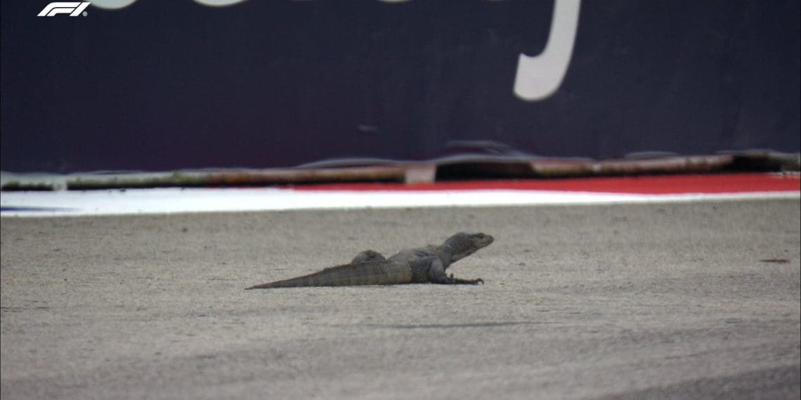 VIDEO – Lizardgate Strikes Singapore GP: A big Intruder Brings FP3 to a Halt with a Red Flag