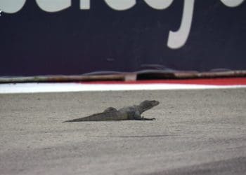 VIDEO – Lizardgate Strikes Singapore GP: A big Intruder Brings FP3 to a Halt with a Red Flag