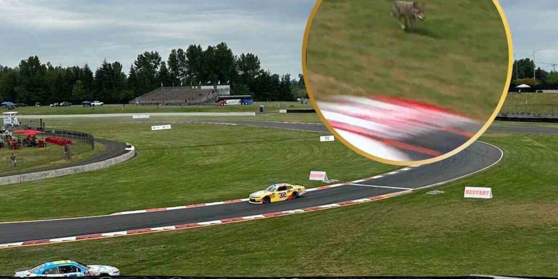Vídeo: Um coyote selvagem interrompe corrida da NASCAR Xfinity Series em Portland.
