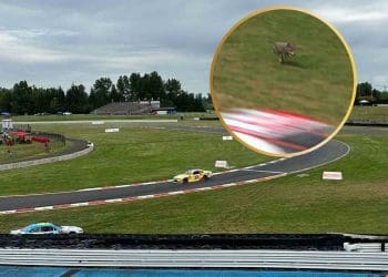 Vídeo: Um coyote selvagem interrompe corrida da NASCAR Xfinity Series em Portland.